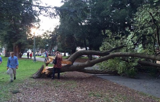 Panhandle Cyclist Nearly Crushed By Falling Tree
