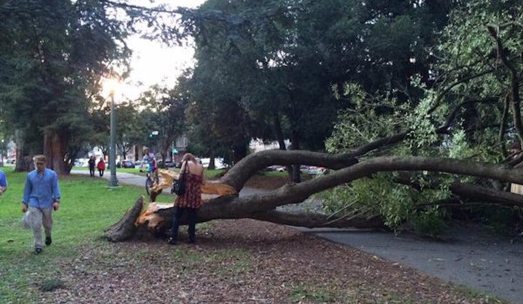 Panhandle Cyclist Nearly Crushed By Falling Tree