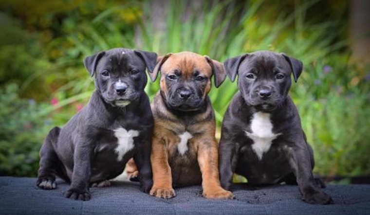 3 perfect pups to adopt now in Tampa