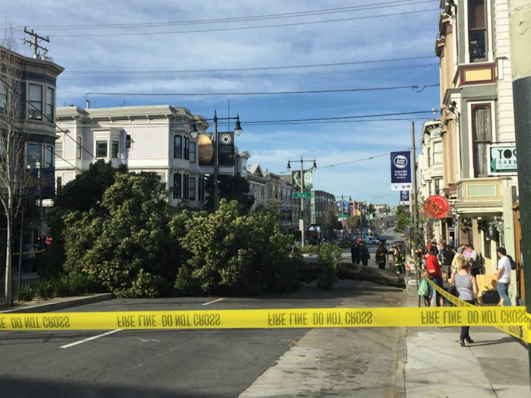 Falling Tree Epidemic Strikes Again On Divisadero