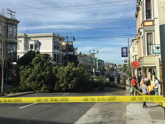 Falling Tree Epidemic Strikes Again On Divisadero