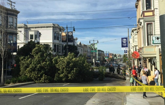 Falling Tree Epidemic Strikes Again On Divisadero