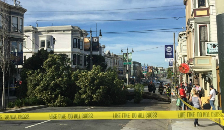 Falling Tree Epidemic Strikes Again On Divisadero