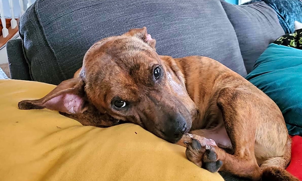 petfinder dallas fort worth