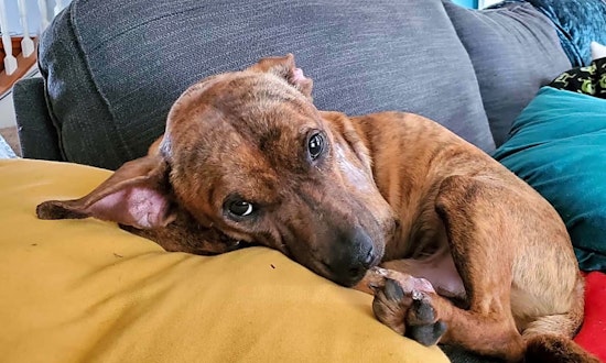 6 snuggly canines to adopt now in Fort Worth