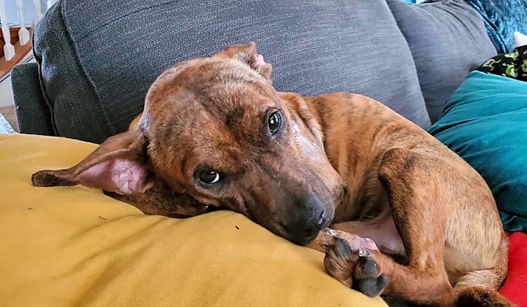 6 snuggly canines to adopt now in Fort Worth
