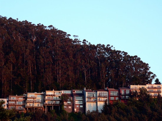 A Look Back: Logging Eucalyptus Trees On Mt. Sutro