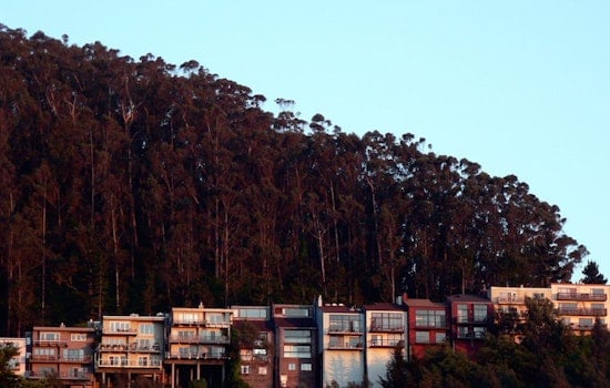 A Look Back: Logging Eucalyptus Trees On Mt. Sutro