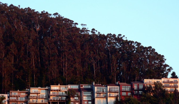 A Look Back: Logging Eucalyptus Trees On Mt. Sutro
