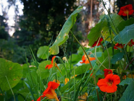 5 options for stay-at-home fun in SF: Monday, April 20