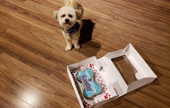 The 4 best pet stores in St. Louis