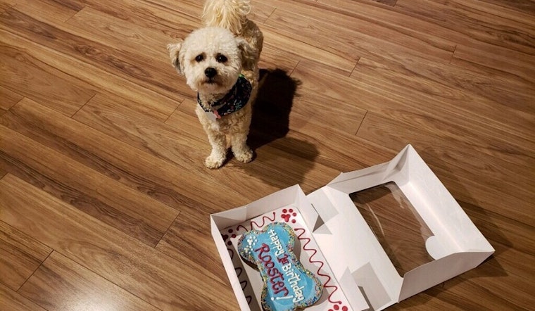 The 4 best pet stores in St. Louis