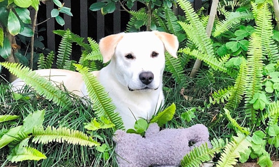 7 lovable pups to adopt now in Houston