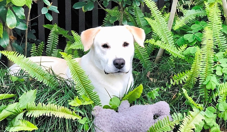 7 lovable pups to adopt now in Houston