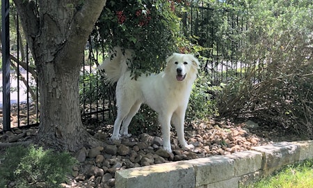 7 cuddly canines to adopt now in San Antonio