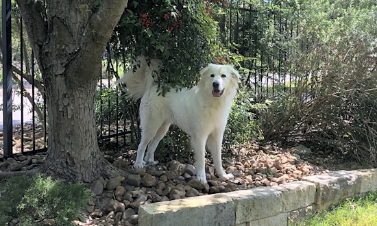 7 cuddly canines to adopt now in San Antonio