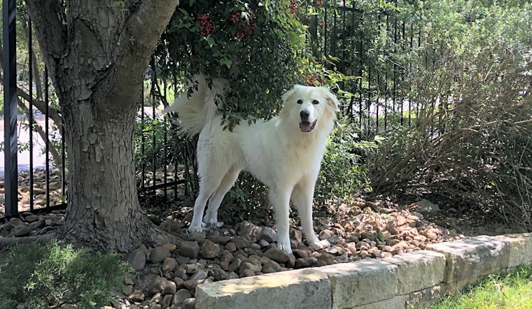 7 cuddly canines to adopt now in San Antonio