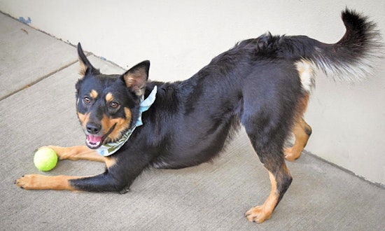7 cuddly canines to adopt now in Plano