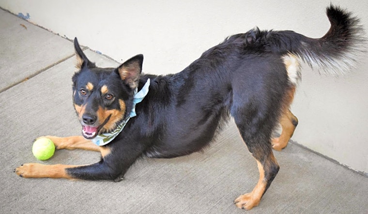 7 cuddly canines to adopt now in Plano