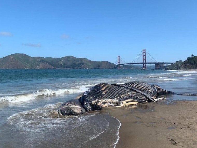 Dead humpback whale washes ashore at Baker Beach