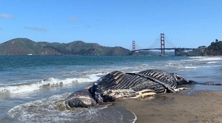 Dead humpback whale washes ashore at Baker Beach