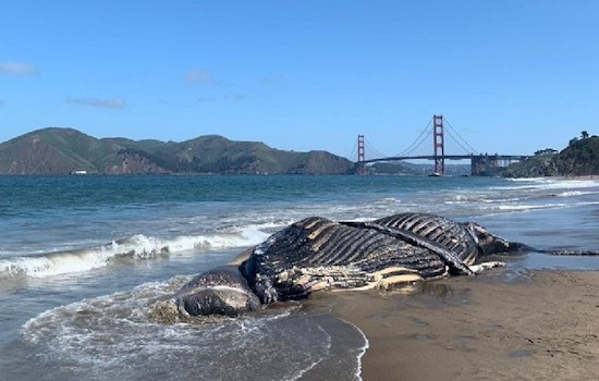 Dead humpback whale washes ashore at Baker Beach