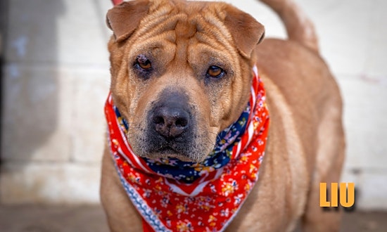 4 delightful doggies to adopt now in Aurora