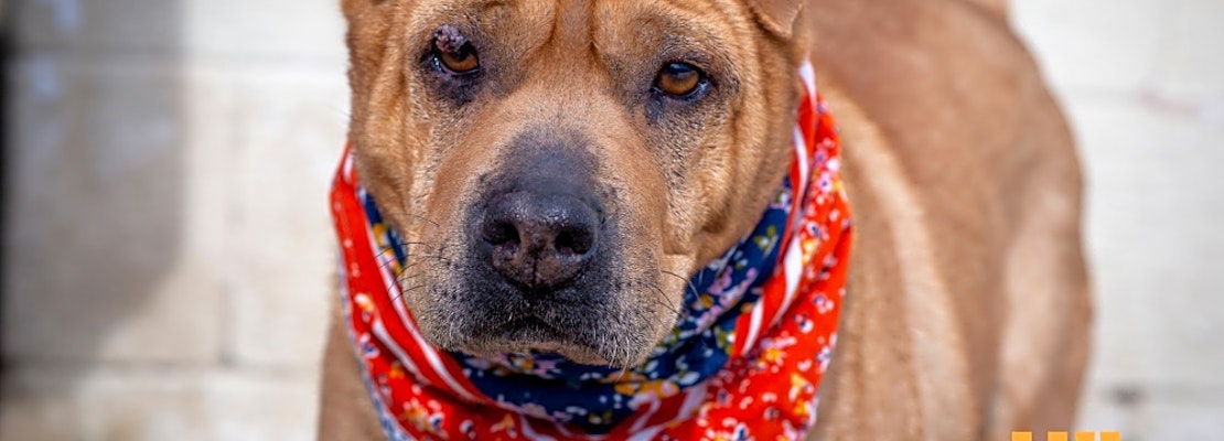 4 delightful doggies to adopt now in Aurora