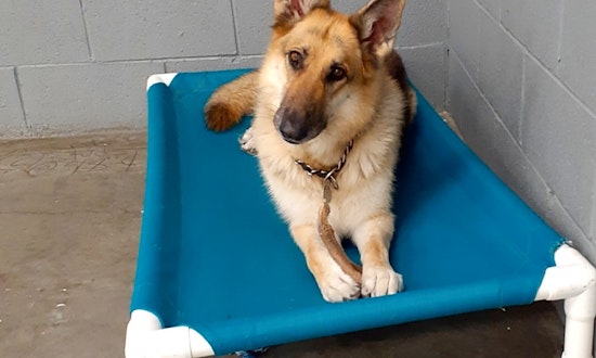 Want to adopt a pet? Here are 7 cuddly canines to adopt now in Las Vegas