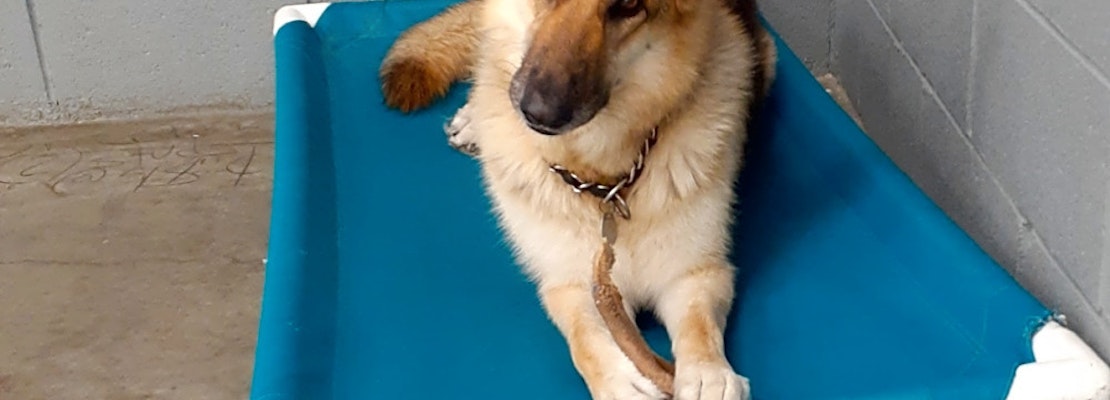 Want to adopt a pet? Here are 7 cuddly canines to adopt now in Las Vegas