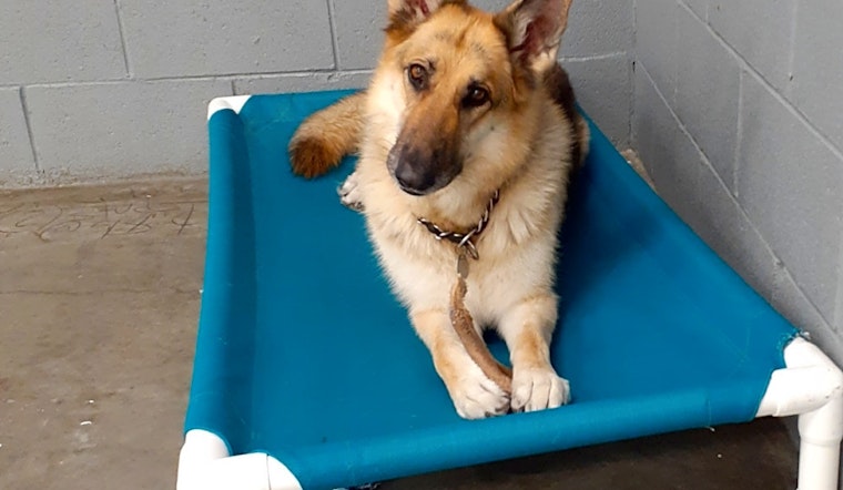 Want to adopt a pet? Here are 7 cuddly canines to adopt now in Las Vegas