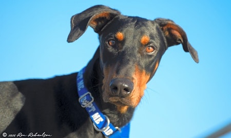 Looking to adopt a pet? Here are 7 delightful doggies to adopt now in Phoenix