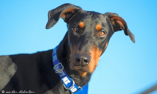 Looking to adopt a pet? Here are 7 delightful doggies to adopt now in Phoenix