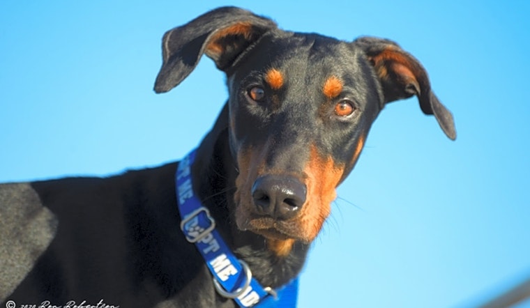 Looking to adopt a pet? Here are 7 delightful doggies to adopt now in Phoenix