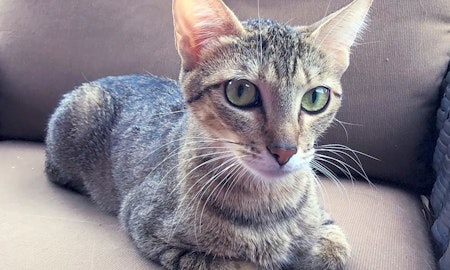 5 cool kitties to adopt now in Mesa