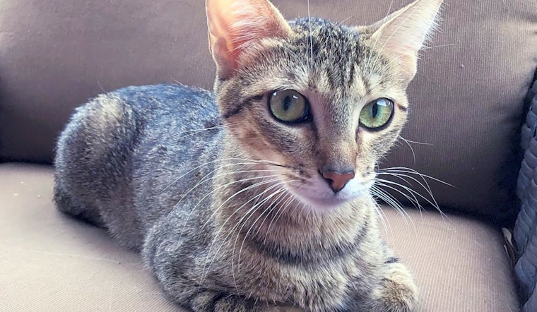 5 cool kitties to adopt now in Mesa