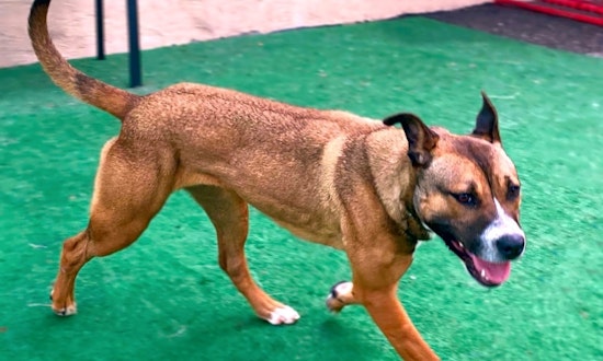 These Oakland-based doggies are up for adoption and in need of a good home