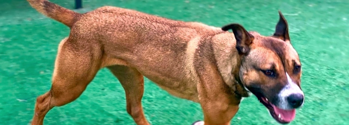 These Oakland-based doggies are up for adoption and in need of a good home