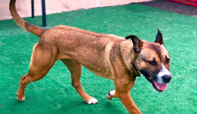 These Oakland-based doggies are up for adoption and in need of a good home