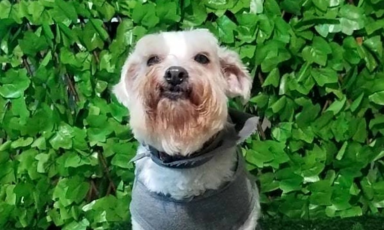 Want to adopt a pet? Here are 7 cuddly canines to adopt now in San Francisco