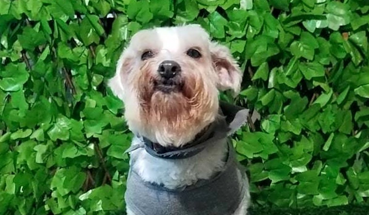 Want to adopt a pet? Here are 7 cuddly canines to adopt now in San Francisco