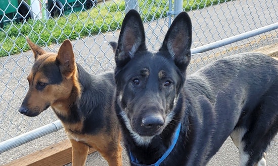 Looking to adopt a pet? Here are 4 lovable pups to adopt now in Portland