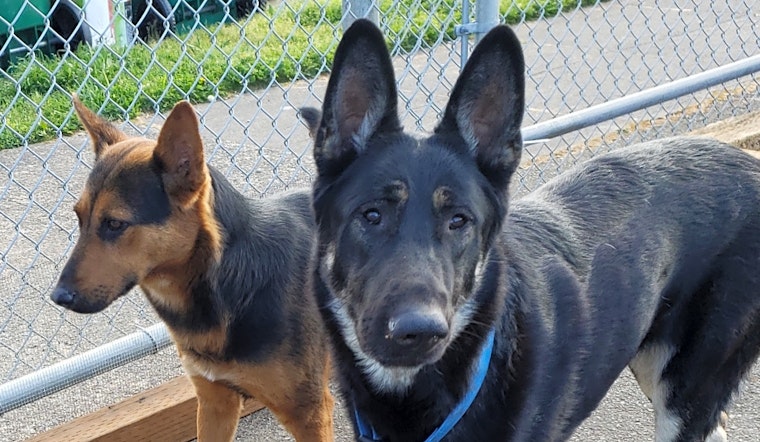 Looking to adopt a pet? Here are 4 lovable pups to adopt now in Portland