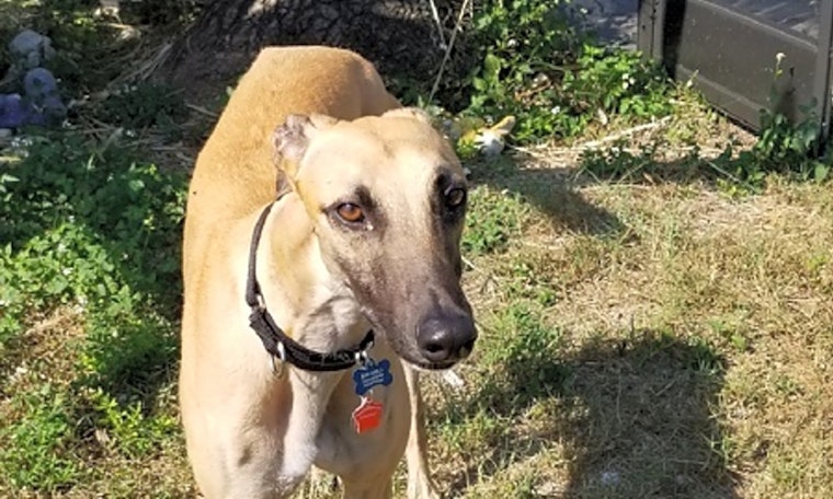 These Tampa-based canines are up for adoption and in need of a good home