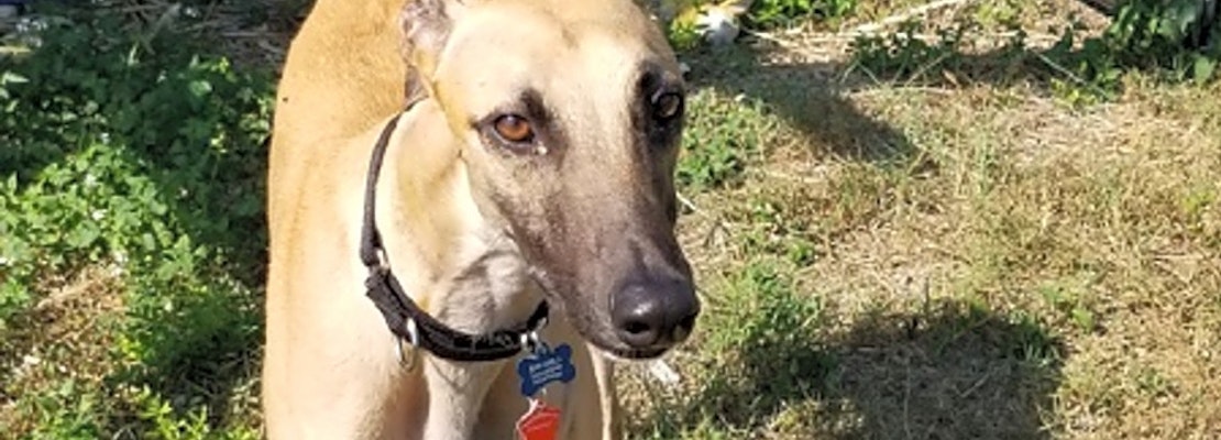 These Tampa-based canines are up for adoption and in need of a good home