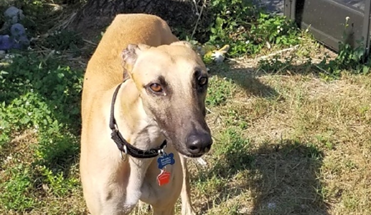 These Tampa-based canines are up for adoption and in need of a good home