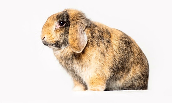 These Seattle-based rabbits are up for adoption and in need of a good home