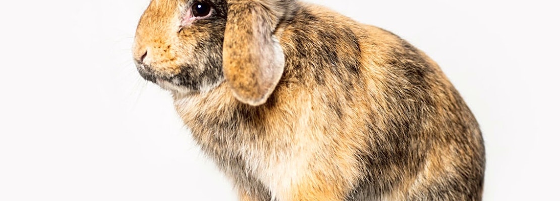 These Seattle-based rabbits are up for adoption and in need of a good home
