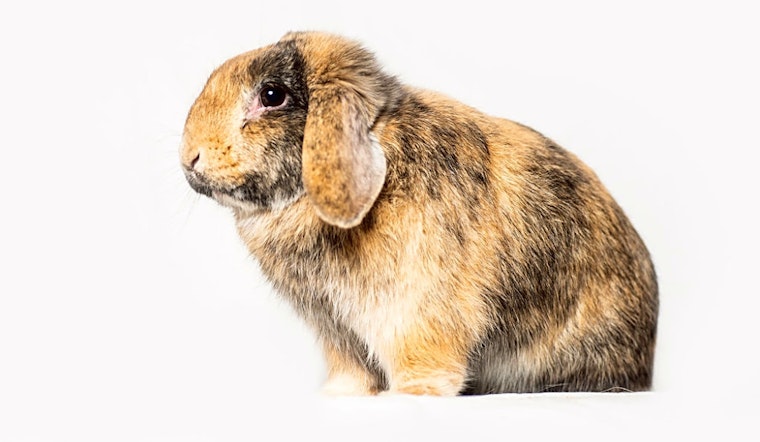 These Seattle-based rabbits are up for adoption and in need of a good home