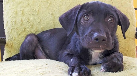Want to adopt a pet? Here are 3 perfect puppies to adopt now in New York City